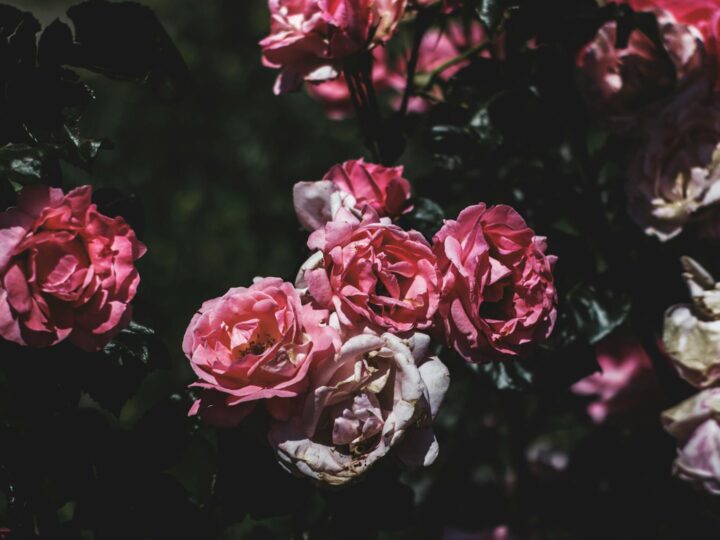 Jardim das Rosas de Berna
